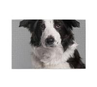 Border Collie Dog Printing1