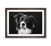 Border Collie Dog Vol.2 Framed Print | A2 Walnut Framed Wall Art | Ready to Hang | Modern Animal Picture | Living Room Bedroom Lounge Office