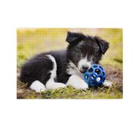 Border Collie Dogs Puppy Pets Black Border1