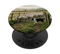Border Collie Herding Sheep Countryside Farm Scene PopSockets Adhesive PopGrip