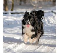 Border Collie in the Snow Blank Pack of 5 Greeting Cards 150mm x 150mm Square - Including Envelopes - GC1098SQPCK5