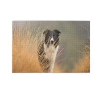 Border Collie Lawn Pets Black White Border1