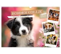 Border Collie - Magische Augenblicke (Wandkalender 2027 DIN A3 quer), CALVENDO Monatskalender: Szenen voller Emotionen und Lebensfreude