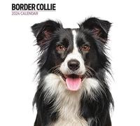 Border Collie Modern 2024 Calendar