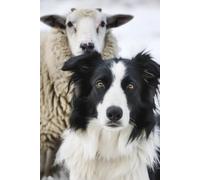 Border Collie Notebook: For Dog Mums And Dads