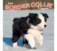 Border Collie Puppies | 2025 12 x 24 Inch Monthly Square Wall Calendar | Plastic-Free | BrownTrout | Animals Dog Breeds Collie Puppy