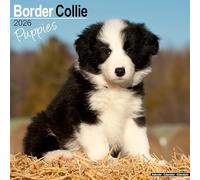 Border Collie Puppies 2026 Calendar | Square Wall Calendar | Dog Breed Gift | Plastic Free Packaging | by Avonside Publishing