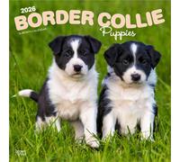 Border Collie Puppies 2026 Square Flap Calendar