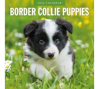Border Collie Puppies - 2026 Square Wall Calendar - by Red Robin Publishing