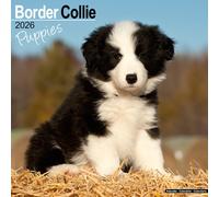 Border Collie Puppies Calendar 2026 Square Dog Puppy Breed Wall Calendar - 16 Month
