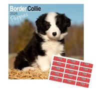 Border Collie Puppies Calendar 2026 | with Organisational Stickers | Sept 25 - Dec 26 | 16 Months