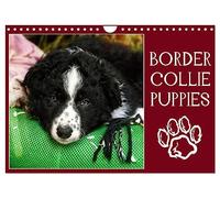 Border collie puppies (Calendrier mural 2027 DIN A4 vertical), CALVENDO calendrier mensuel: Photos adorables de chiots border collie