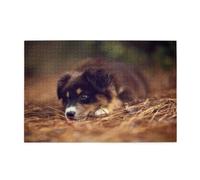 Border Collie Puppy Bokeh Brown Border Collie1