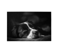 Border Collie Puppy Dog1