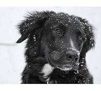 Border Collie Puzzle 1000 Pieces Animal World Puzzle Puzzle Storage: Cardboard Box and Resealable Bag Puzzle Dimensions 38x26CM