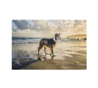 Border Collie Sea Dog1