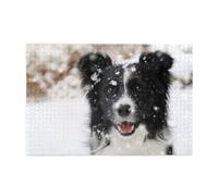 Border Collie Snow Dog1