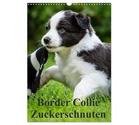 Border collie sweethearts UK-Version (Wall Calendar 2026 DIN A3 Portrait), CALVENDO 12 Month Wall Calendar