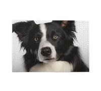 Border Collie1