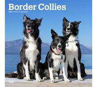 Border Collies 2026 - 16-Monatskalender: Original BrownTrout-Kalender [Mehrsprachig] [Kalender]