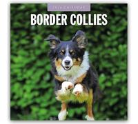 Border Collies 2026 Square Wall Calendar