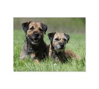 Border Terrier，1000 Piece Jigsaw Puzzles for Adults Kids Challenge Toy Family Game Home Decoration Birthday Gifts（50x70cm）-P43
