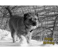 Border Terrier Dog Birthday Card