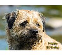 Border Terrier Dog Birthday Greeting Card