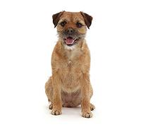 Border Terrier dog DIY Oil Painting Paint by Numbers Kits for Adult Paint Color According to The Numbers on The Canvas