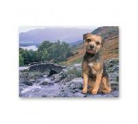 BORDER TERRIER GREETINGS CARD