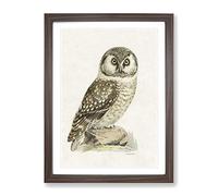 Boreal Owl By Von Wright Vintage Framed Print | A4 Walnut Framed Wall Art | Ready to Hang | Classic Animal Picture | Living Room Bedroom Lounge Office