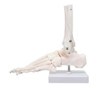 Bortivier Foot Skeletal Model, Metatarsal and Phalanges of The Human Left Foot, Simulating Natural Motion