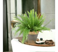 Boston Fern 17cm - Lush Air Purifying Houseplant - Basket Two Tone Grey