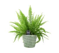 Boston Fern 17cm - Lush Air Purifying Houseplant - Ceramic Old Style Green