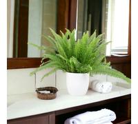 Boston Fern 17cm - Lush Air Purifying Houseplant - Ceramic White