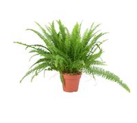 Boston Fern 17cm - Lush Air Purifying Houseplant - No Container