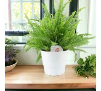 Boston Fern Large In White Ceramic Pot - Air Purifying Houseplant