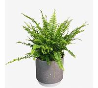 Boston Fern - Lush Indoor Houseplant for Home & Office - Air-Purifying & Low Maintenance