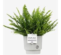 Boston Fern With Pot - Real Indoor Sword Fern Houseplant for Office, Home, Bedroom, Kitchen, Living Room - Perfect for Clean Air