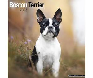 Boston Terrier 2025 Square Wall Calendar | Dog Breed Calendar
