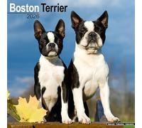 Boston Terrier 2026 Calendar | Square Wall Calendar | Dog Breed Gift | Plastic Free Packaging | by Avonside Publishing