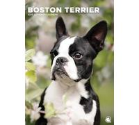 Boston Terrier Dog 2026 Calendar, A3, Wirobound, Full Colour