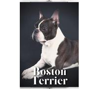 Boston Terrier: Dog breed overview and guide