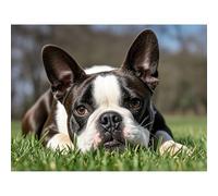 Boston Terrier Dog Puppy Diamond Art Painting DIY Kits Stitch Diamond Dots 5D Full Round Drill Paint by Diamonds Rhinestone Art for Beginners Home Living Room 40x50cm