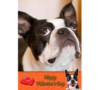 Boston Terrier Dog Valentines Day Card