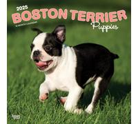 Boston Terrier Puppies | 2025 12 x 24 Inch Monthly Square Wall Calendar | Plastic-Free | BrownTrout | Animals Dog Breeds Puppy