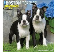 Boston Terrier Puppies 2025 Wall