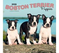 Boston Terrier Puppies | 2026 12 x 24 Inch (Hanging) Monthly Square Wall Calendar | Plastic-Free | BrownTrout | Animals Dog Breeds Puppy