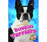 Boston Terriers