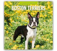 Boston Terriers 2025 Square Wall Calendar